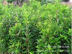 優質綠化苗木供應商——瀏陽桂其苗圃長期供應法國冬青